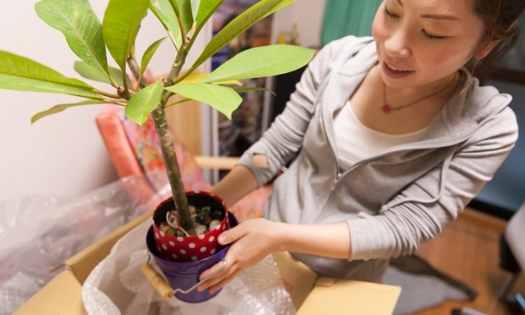 how to pack plants
